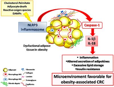 NLRP3 Inflammasome: A Possible Link Between Obesity-Associated Low-Grade Chronic Inflammation and Colorectal Cancer Development